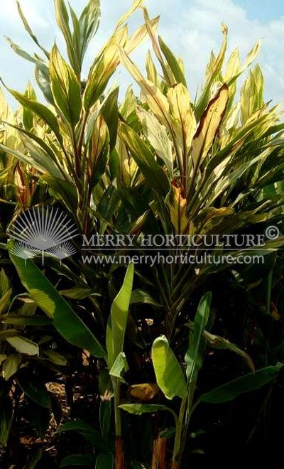 Cordyline Tricolor